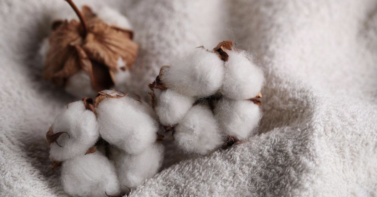 Vải Cotton Là Gì? Mặc Mát Không?